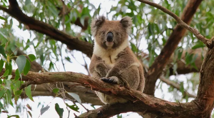 3085196_koala (700x387, 444Kb)