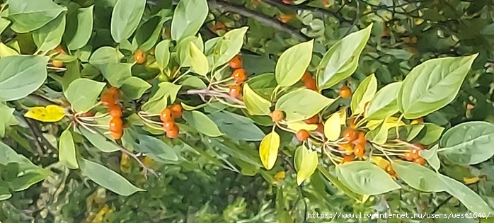 20211002_134701 (700x315, 202Kb)