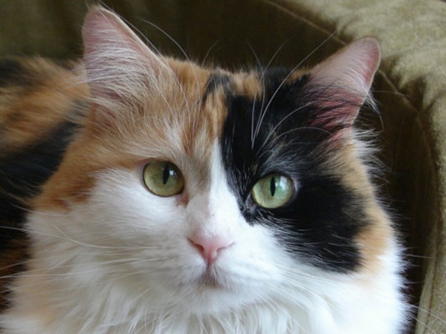 Энергетика трехцветных кошек: почему держать их дома   к счастью