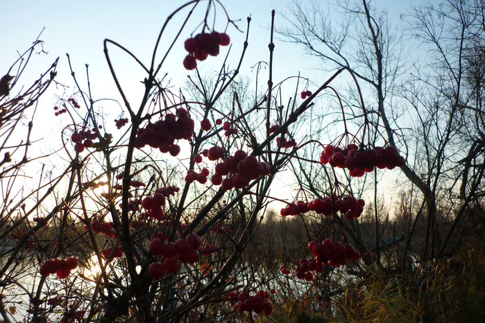 P1080859 (700x466, 580Kb)