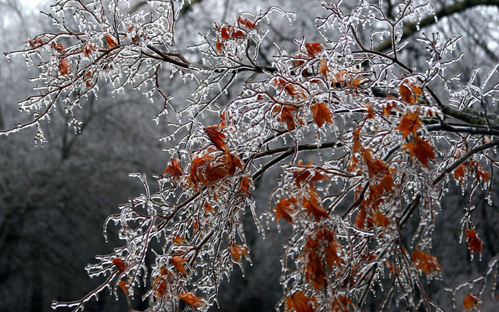 Nature___Seasons___Autumn___A_tree_covered_with_ice_052242_ (700x437, 477Kb)