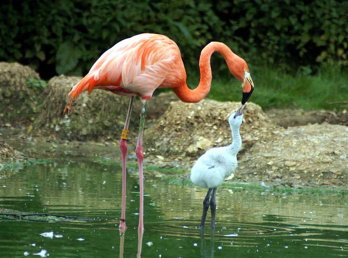 3085196_flamingo (700x519, 115Kb)