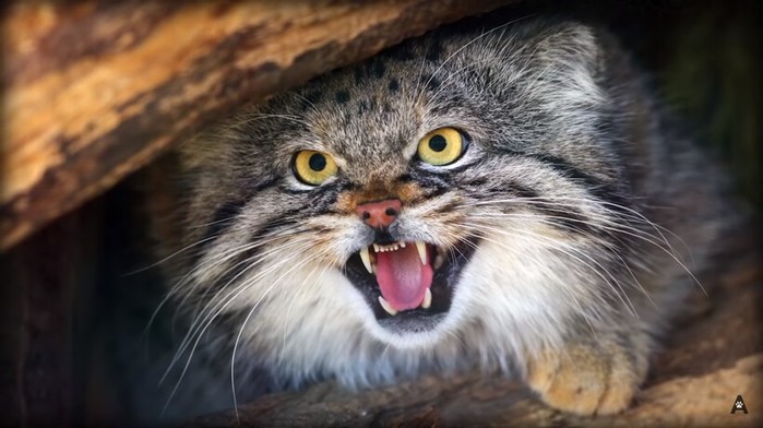 манул — самый сварливый кот в мире
