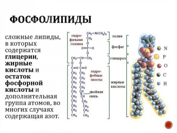 4037178_3 (600x451, 39Kb)