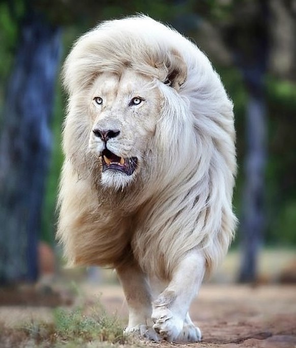 Мойя — самый роскошный белый лев в мире