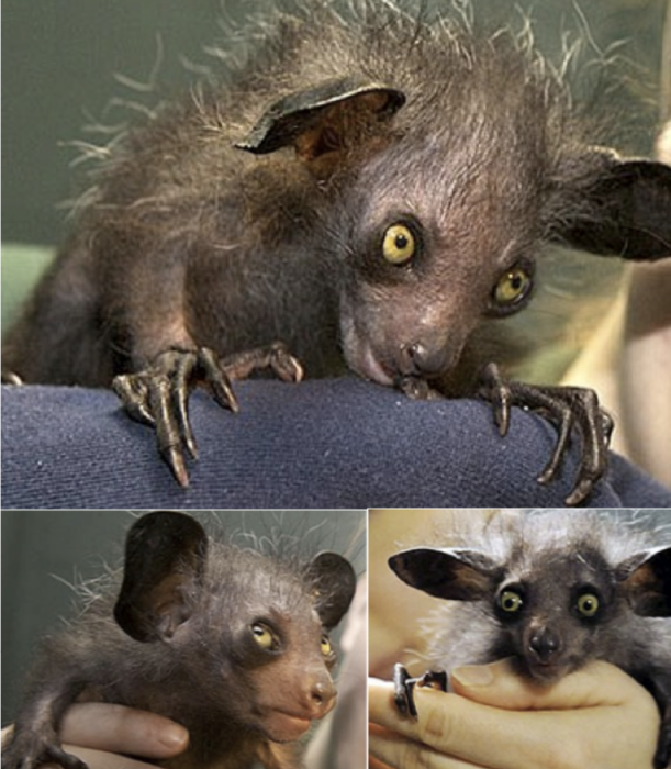 2_aye-aye-photo (611x700, 641Kb)