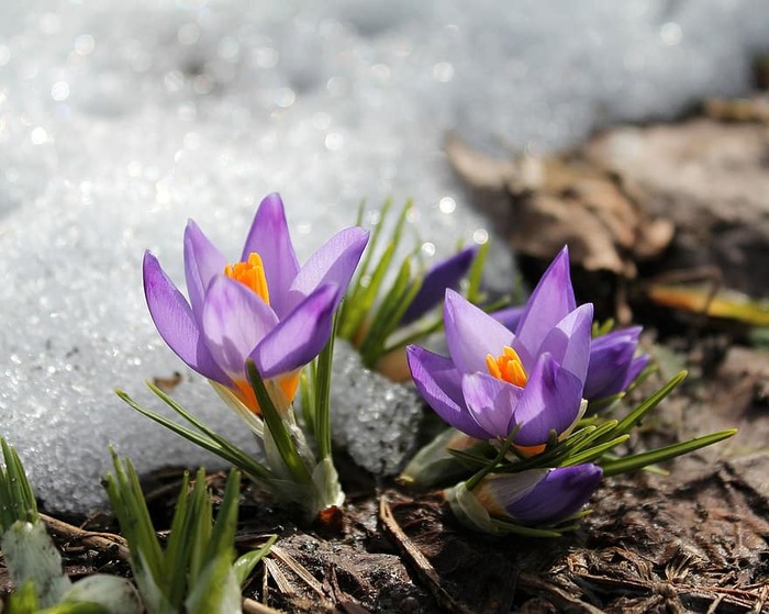 flowers-snow-spring-garden-bright-crocuses-flora-macro-flowers-in-the-snow (700x559, 102Kb)