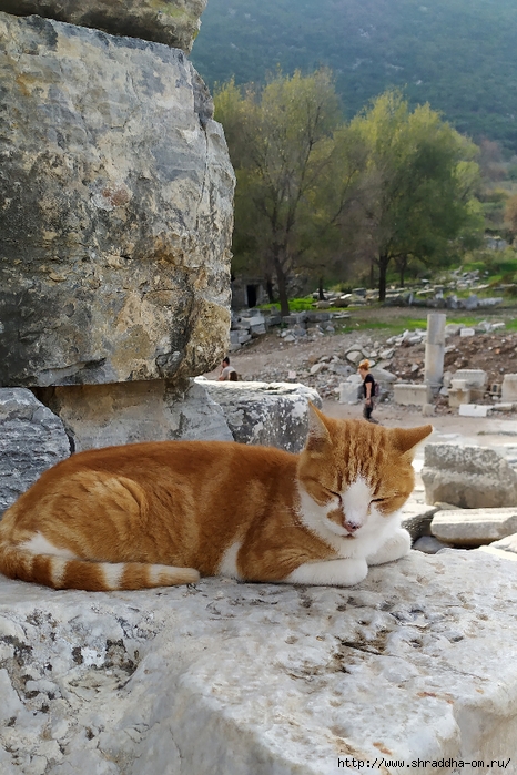 Эфес, Турция, Shraddhatravel 2021 (131) (466x700, 321Kb)