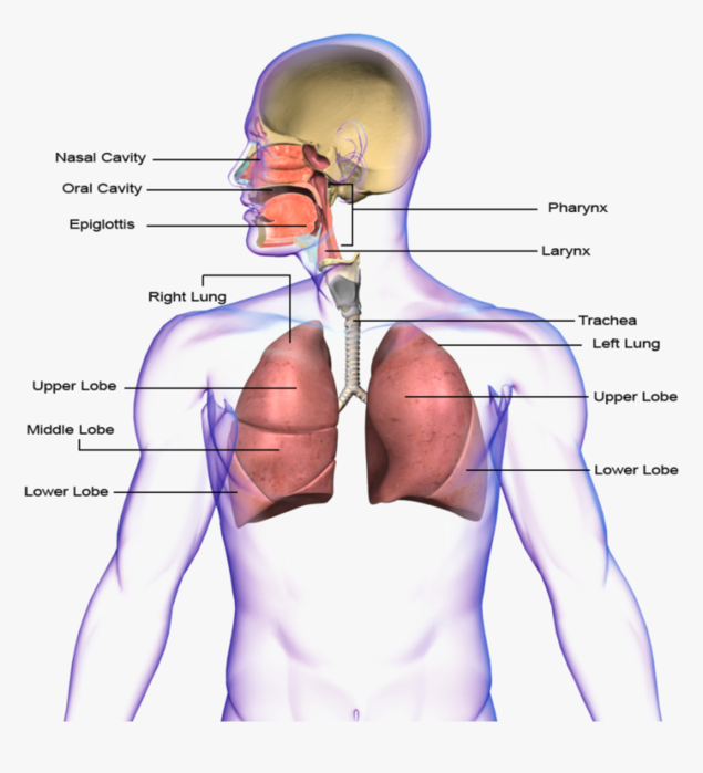 Четыре дыхательных упражнения, которые улучшат состояние вашего здоровья (635x700, 249Kb)