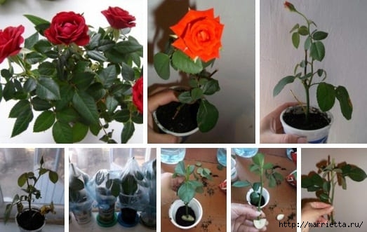 Как укоренить розы из букета. Мастер-класс (1) (523x331, 107Kb)