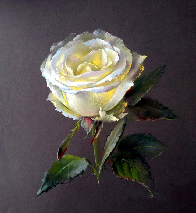 Вера Кавура роза (643x700, 442Kb)