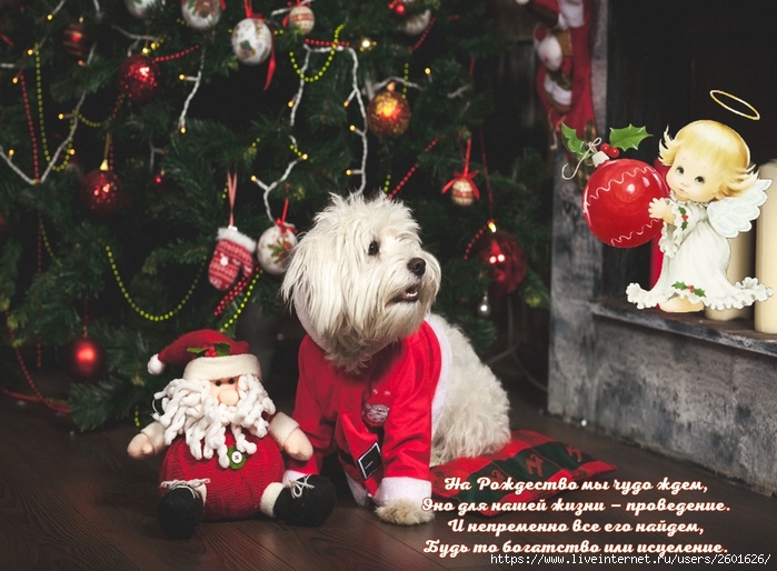 decoration-funny-cute-christmas-rozhdestvo-merry-christma-11 (700x514, 290Kb)