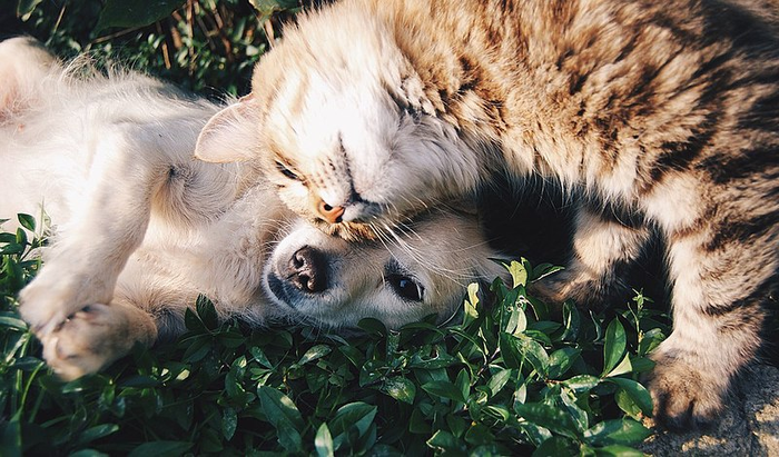 Существует ли дружба между собакой и кошкой