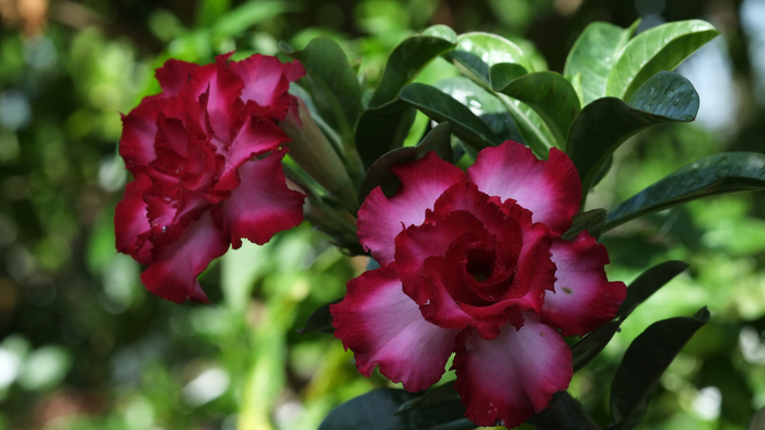 adenium-tsvety-pustynnaia-roza-tsvetenie (700x393, 260Kb)