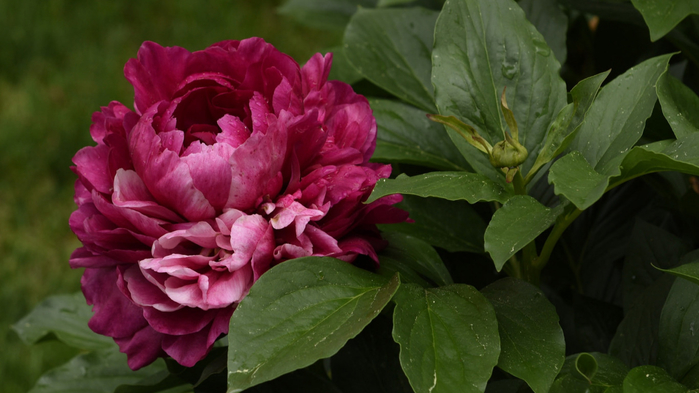 pion-buton-lepestki-listia-tsvetenie-3 (700x393, 276Kb)
