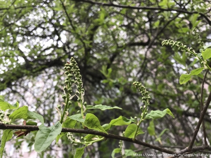 6969960_IMG_5210 (700x525, 317Kb)