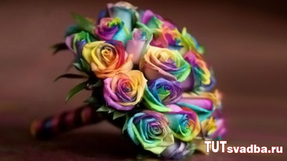 Радужные розы - идея для свадьбы (3) (560x315, 110Kb)