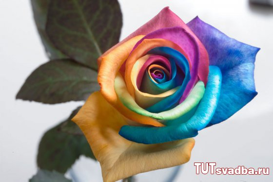 Радужные розы - идея для свадьбы (7) (560x373, 135Kb)
