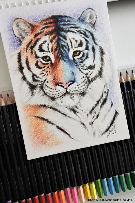символ 2022, тигр, художник Ольга Лялина, ShraddhaArt 2021(11) (466x700, 321Kb)