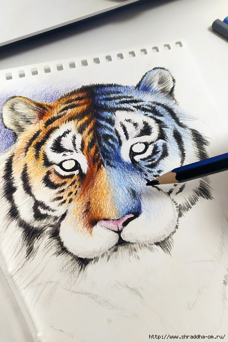 символ 2022, тигр, художник Ольга Лялина, ShraddhaArt 2021(5) (466x700, 287Kb)