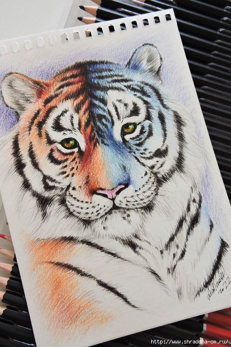 символ 2022, тигр, художник Ольга Лялина, ShraddhaArt 2021(14) (466x700, 324Kb)