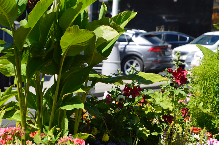 DSC_6337 (700x465, 529Kb)