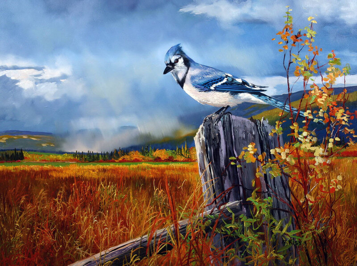 60126-blue-jay-18-x-24 (700x522, 522Kb)