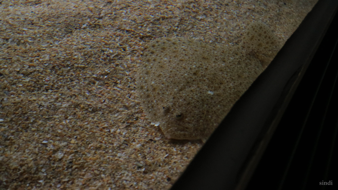 IMG_7433 (700x393, 328Kb)