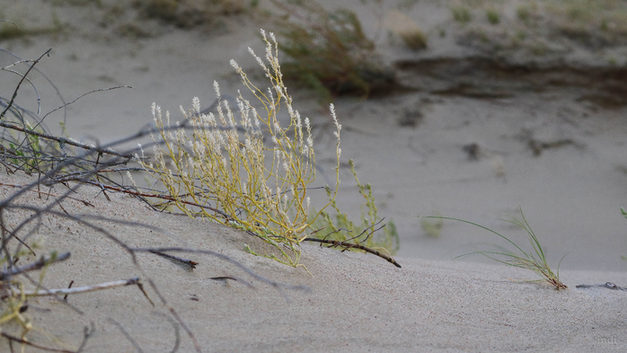 IMG_7526 (700x393, 307Kb)