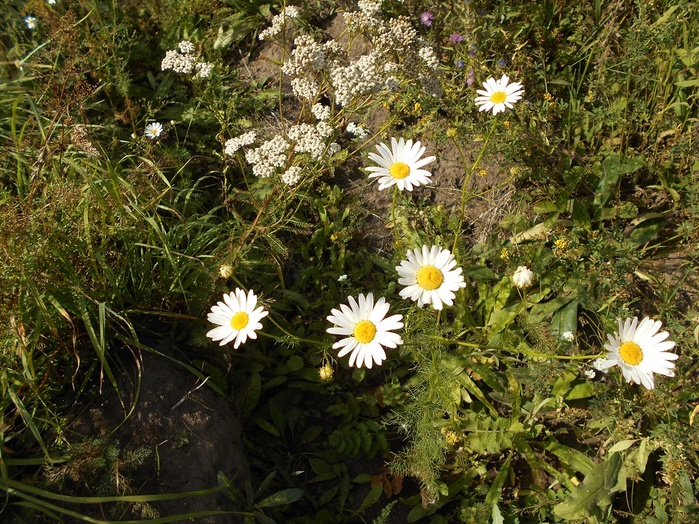 4533467_DSCN2533 (700x524, 250Kb)