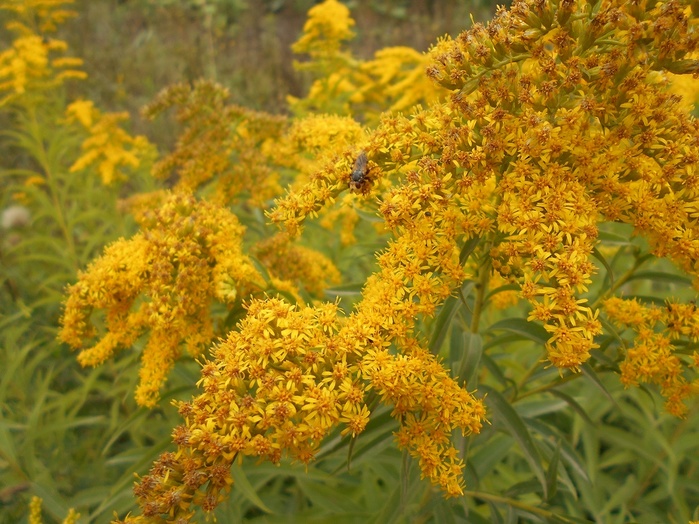 4533467_DSCN2556 (700x524, 174Kb)