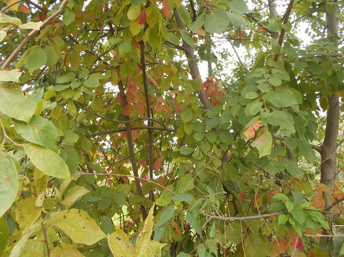 4533467_DSCN2558 (700x524, 217Kb)