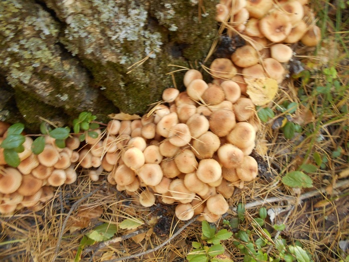 4533467_DSCN2657 (700x524, 167Kb)