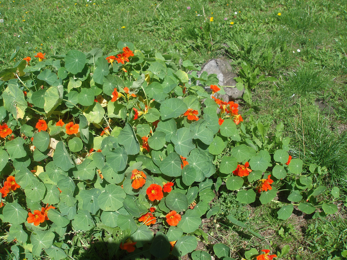P1010049 (700x525, 674Kb)