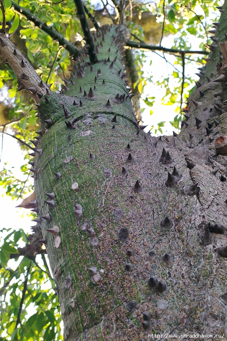 хлопковое дерево в парке Fethiye (5) (466x700, 413Kb)