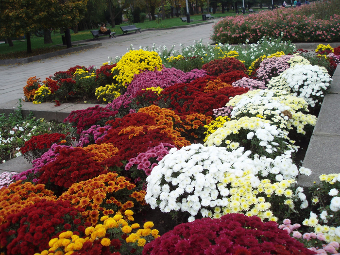 123143531_678076402854548_1376898394304679974_n (700x525, 595Kb)