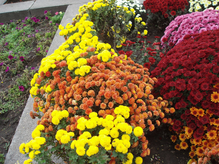 123310146_678076562854532_7404543197771037776_n (700x525, 639Kb)