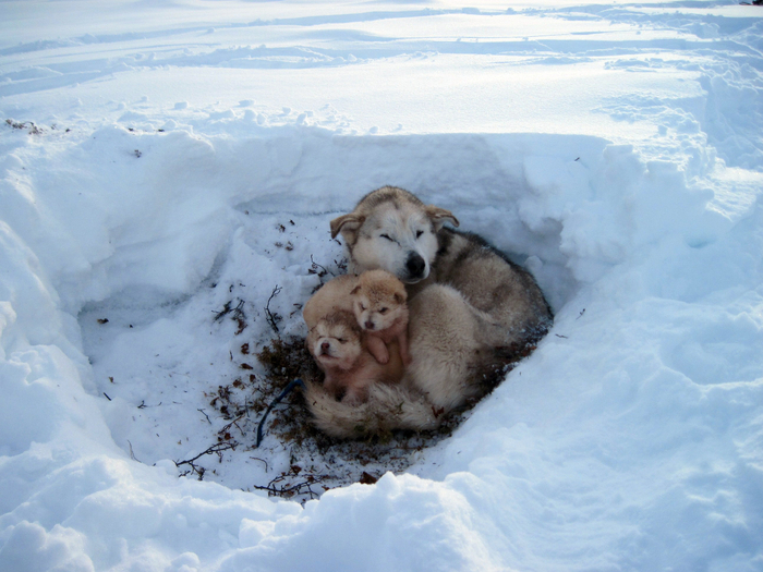 dogs-puppies-snow-mud-care-homeless-652128 (700x525, 397Kb)