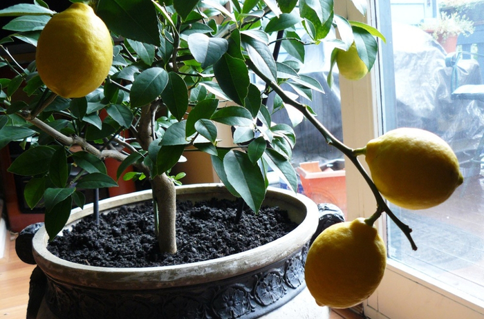 как ухаживать за лимонным деревом2 (700x462, 397Kb)