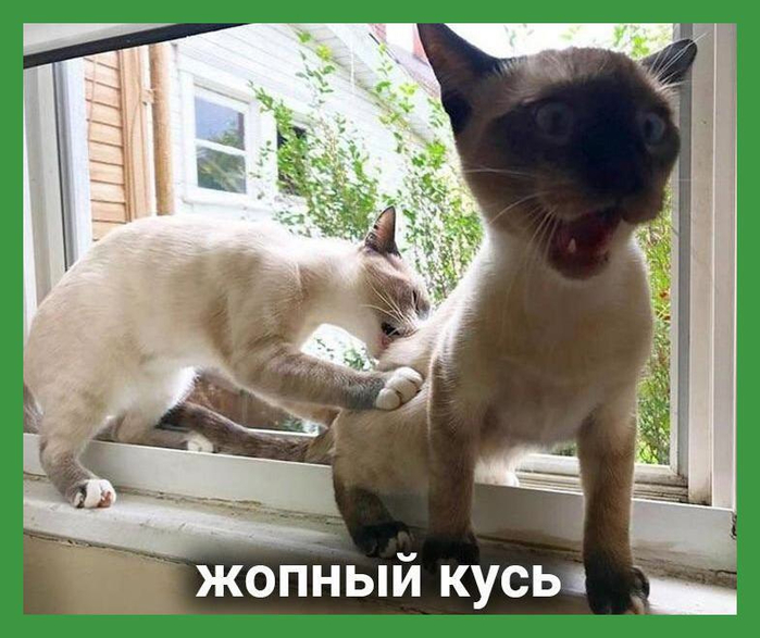 Котоматрица - 6 - Страница 6 159348135_MkfnnBKsLiI