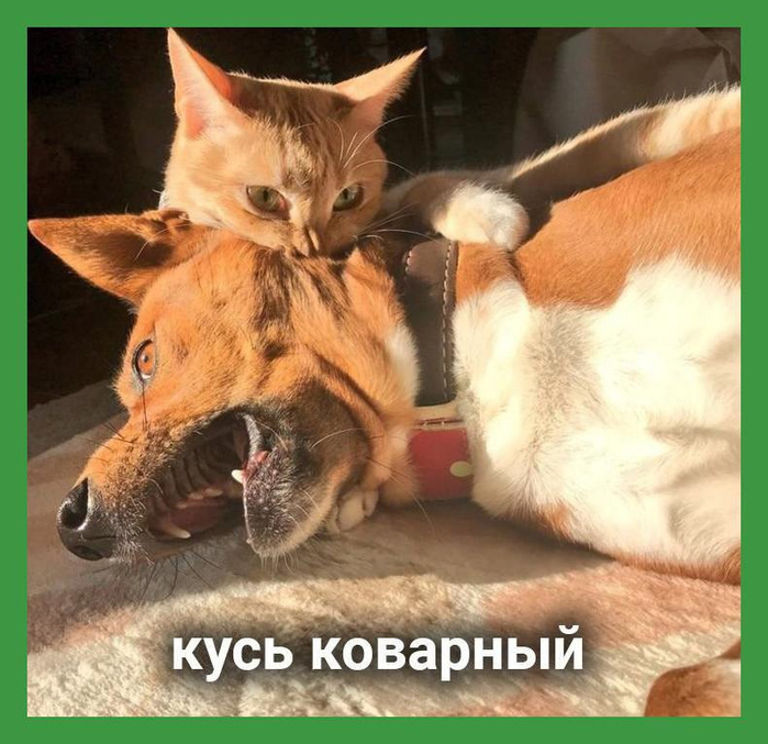 Котоматрица - 6 - Страница 6 159348141_IOoMdfMffxQ