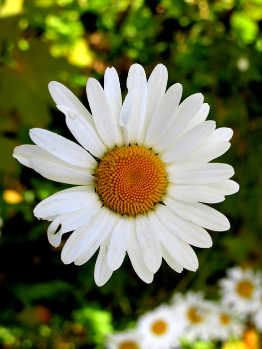 IMG_9283 (525x700, 391Kb)