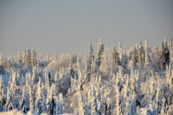 DSC_2388 (700x463, 472Kb)
