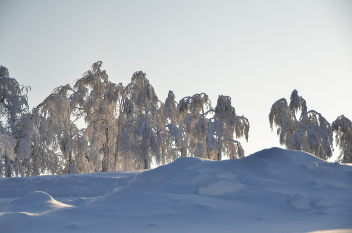 DSC_2390 (700x463, 322Kb)