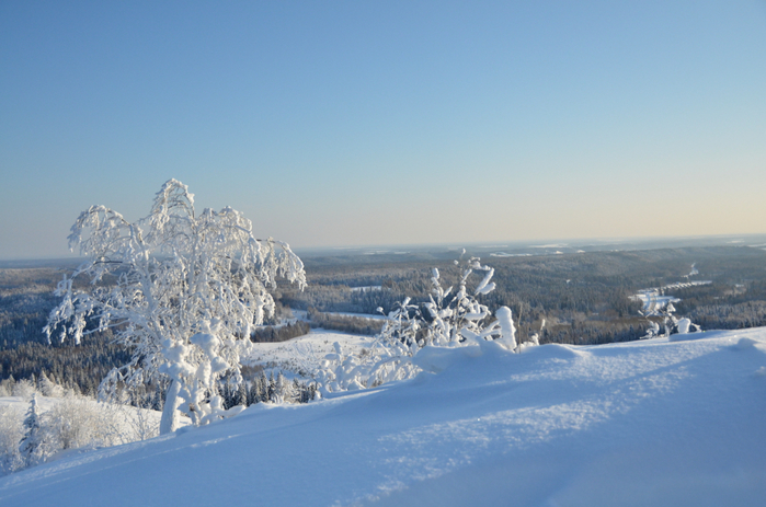 DSC_2464 (700x463, 348Kb)