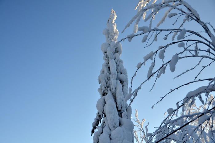 DSC_2482 (700x463, 353Kb)