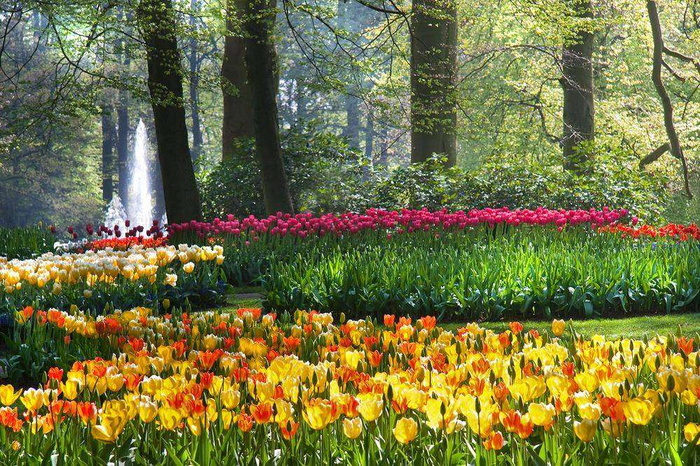 тюльпаны в парках 1 (700x466, 573Kb)