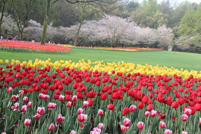 тюльпаны в парках 9 (700x466, 543Kb)