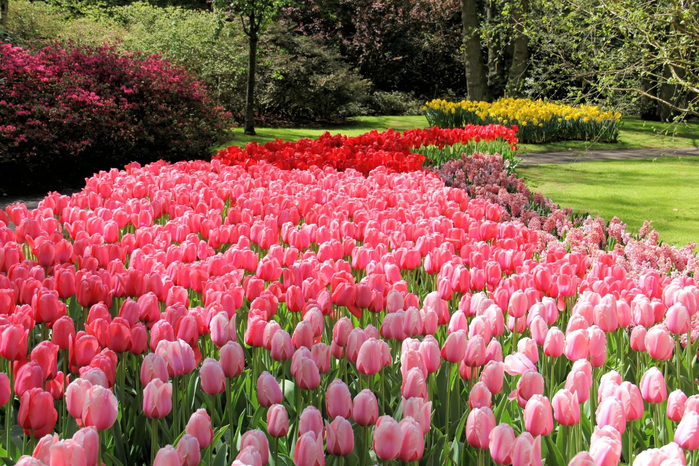 тюльпаны в парках 19 (700x466, 561Kb)