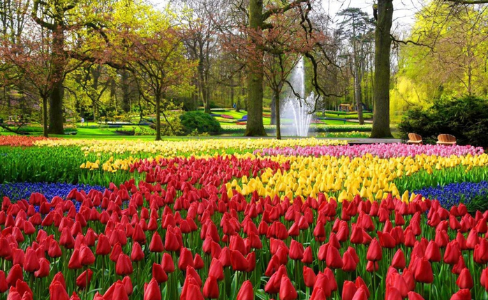 тюльпаны в парках 23 (700x430, 480Kb)